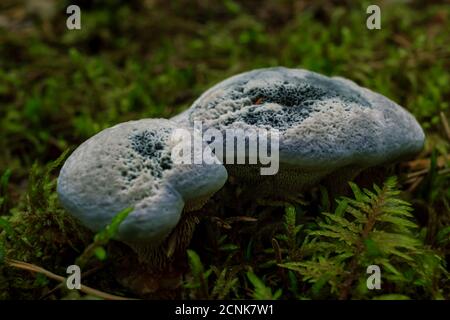 Funghi porpora Puffball che crescono in una foresta di pioggia verde, terreno coperto di muschio Foto Stock