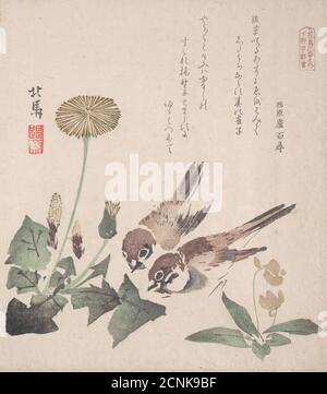 Spring Rain Collection (Harusame shu), vol. 3: Sparrows and Dandelions, ca. 1820. Foto Stock