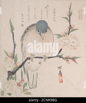 Spring Rain Collection (Harusame shu), vol. 3: Mountain dove and Peach Flowers, ca. 1820. Foto Stock