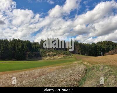 Foresta, foresta, piantagione, imboschimento, conservazione dell'abete rosso, pali di abete rosso, pali prussiani, bordo della foresta, campo, seminativo, sedile alto, hu Foto Stock