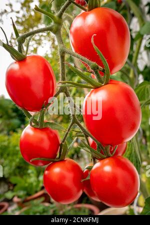 Pomodori rossi maturi varietà De Berao 'Omas Beste' sul cespuglio, Baviera, Germania, Europa Foto Stock