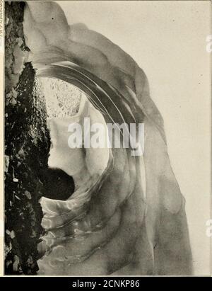 . Miti e leggende del Pacifico nord-occidentale : specialmente di Washington e Oregon . ha spogliato miglia di lui. Oldmen delle tribù lo indicano ai bambini.dicono, c'è il vecchio Cedro. Si trova giusto dove si fermò quando inseguito Beaver. 43 MITI E LEGGENDE COME IL CANE STOLÒ IL FUOCO Pit River (Achomawi) PINE-MARTEN rubò le due mogli di Hawk-Man. Hawk-Man è cresciuto molto arrabbiato, e atonce messo sui suoi ornamenti sciamani e ha iniziato a ballare e a cantare, Ketj ketja wmtno,ketj ketja winino subito ha cominciato a piovere. Solo Weasel notò che ne parlò. Tutta la notte si è versato. L'acqua sorgeva più alta e più alta unità Foto Stock