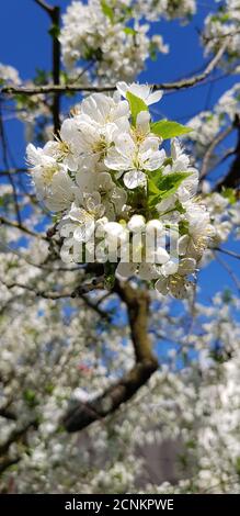 Fiori dal giardino e prati Foto Stock