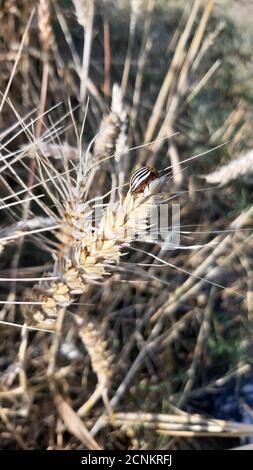 Rye Field in un'escursione domenicale Foto Stock