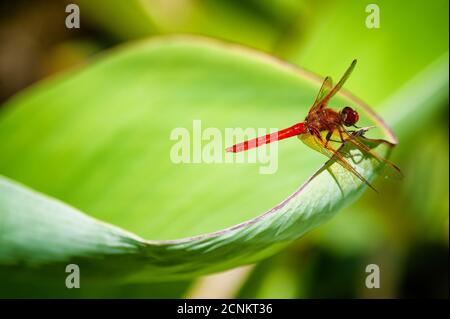 Red Dragonfly su un spesso verde lasciare in un giardino. Foto Stock