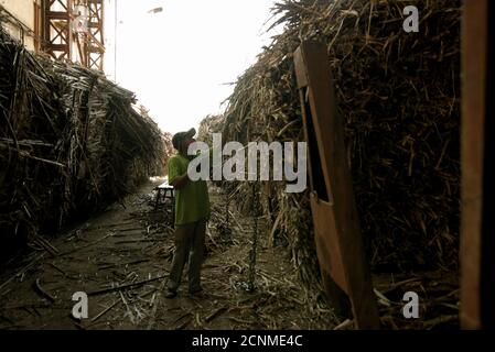 Lavoratori che controllano, smistano e puliscono le forniture di canna da zucchero prima delle fasi di lavorazione al Tasikmadu Sugar Mill di Karanganyar, Giava Centrale, Indonesia Foto Stock