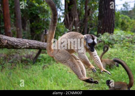 I lemuri marroni giocano nel prato e in un tronco di albero e stanno aspettando i visitatori Foto Stock