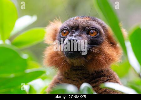 ritratto di un lemur rosso vari Foto Stock