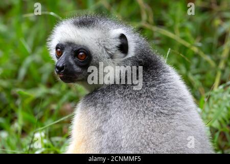 Un lemure di Sifaka si siede nell'erba e guarda cosa si verifica nell'area Foto Stock