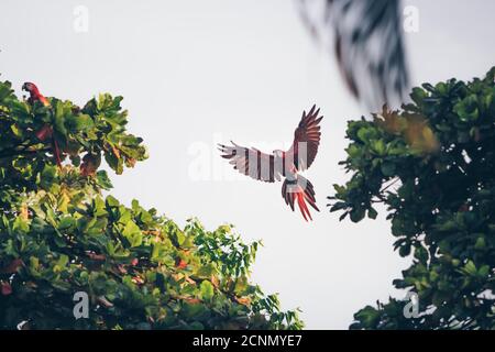 Macaws facendo colazione la mattina vicino al Parco Nazionale di Corcovado a Puerto Jimenez, Costa Rica Foto Stock