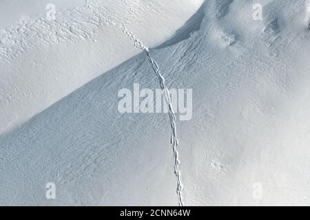 vista aerea dall'alto della superficie della neve fresca con nevicate e tracce di animali selvaggi durante una giornata invernale fredda e brillante. Volpe, lupo, lepre sentiero Foto Stock