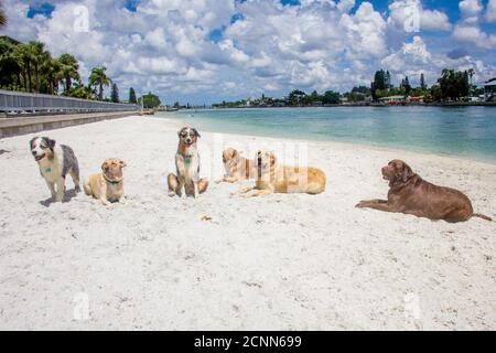 Sei cani seduti sulla spiaggia, Florida, Stati Uniti Foto Stock