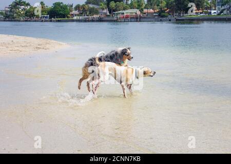 Due cani che giocano in Ocean, Florida, USA Foto Stock