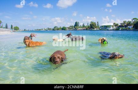 Gruppo di cani che giocano sulla spiaggia, Florida, USA Foto Stock