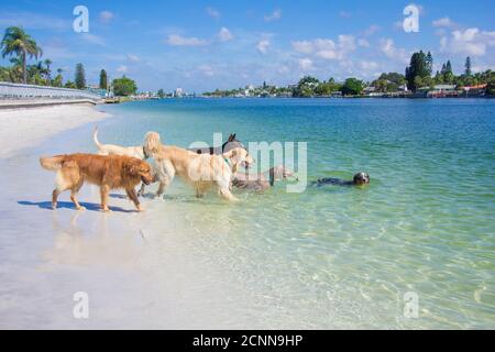Gruppo di cani che giocano sulla spiaggia, Florida, USA Foto Stock