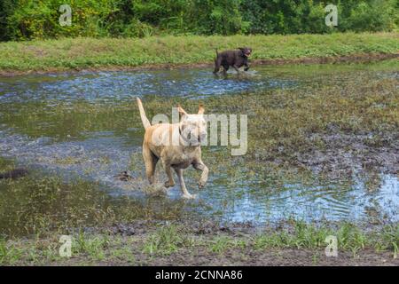 Due cani che attraversano un campo allagato, Florida, USA Foto Stock