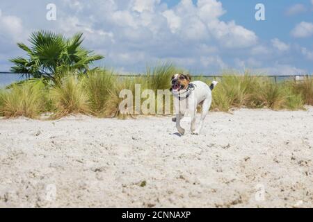 Jack russell terrier in esecuzione sulla spiaggia, Florida, Stati Uniti Foto Stock