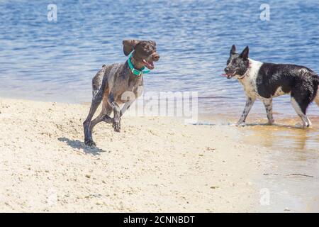 Il cane australiano del bestiame e il puntatore tedesco a capelli corti che gioca sulla spiaggia, Florida, USA Foto Stock