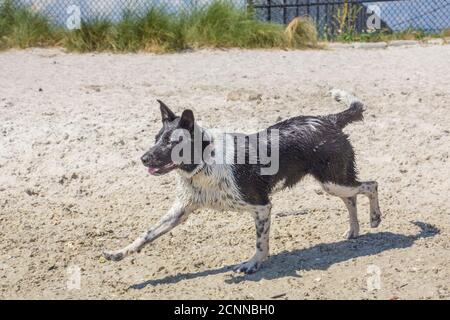 Cane australiano che corre sulla spiaggia, Florida, Stati Uniti Foto Stock