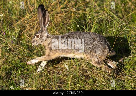 Coniglio jackrabbit selvaggio coniglietto o lepre corsa e salto. Oregon, Ashland, Cascade Siskiyou National Monument, estate Foto Stock