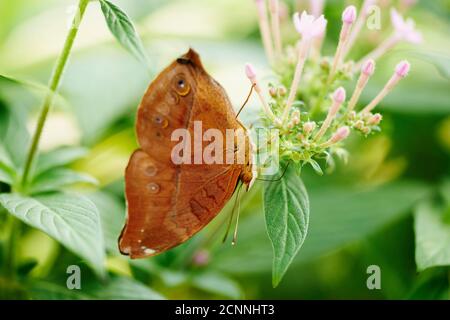 Farfalla, tropicale, fioritura, laterale, seduta, ala inferiore Foto Stock