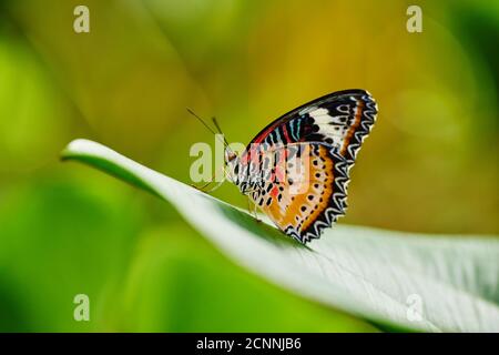 Farfalla treccia (Cethosia biblis), battuta, laterale, seduta, ala inferiore Foto Stock