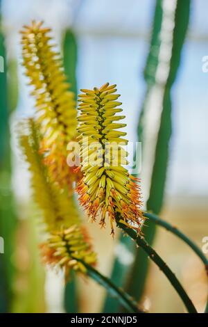 Aloe reale (Aloe vera), fioritura, primo piano Foto Stock