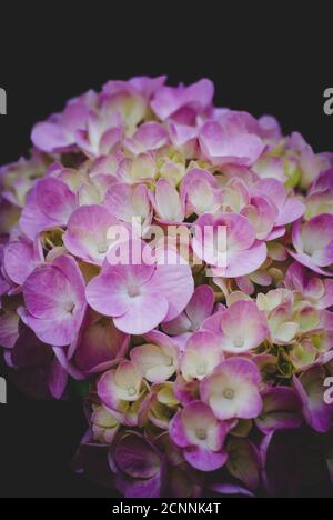 Scatto verticale della bellissima Hydrangea rosa Foto Stock