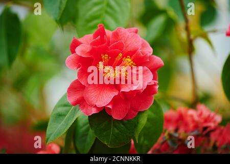 Freedom Bell, Camellia (Camellia japonica), fiore, primo piano Foto Stock