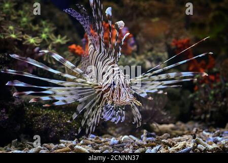 Primo piano di un diavolo fiocco subacqueo, Indonesia Foto Stock