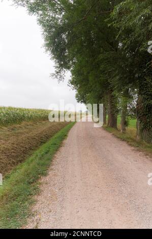 Strada di campagna nei pressi di Millingen aan de Rijn, Paesi Bassi Foto Stock