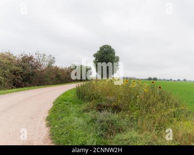 Strada di campagna nei pressi di Millingen aan de Rijn, Paesi Bassi Foto Stock