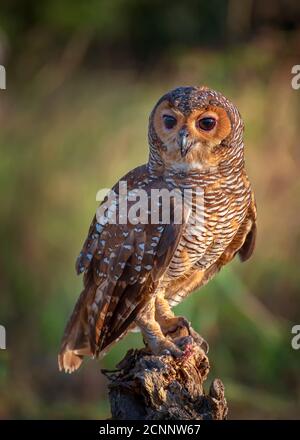 Spotted gufo di legno su un ceppo di albero, Indonesia Foto Stock