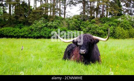 La mucca scozzese dai capelli lunghi è un bellissimo animale nelle Highland aree Foto Stock
