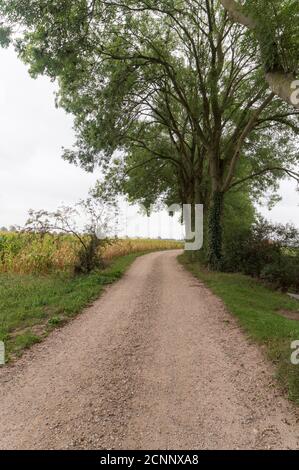 Strada di campagna nei pressi di Millingen aan de Rijn, Paesi Bassi Foto Stock