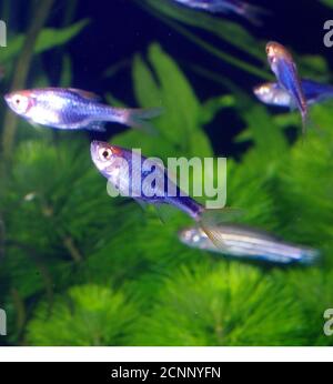 Harlequin rasbora, Trigonostigma eteromorfa (morfo nero) Foto Stock