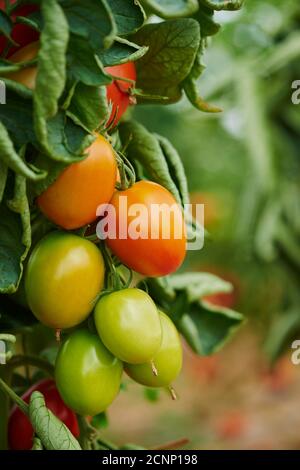 Pomodoro (Solanum lycopersicum), frutti, maturi, rossi, riproduttori, primo piano Foto Stock