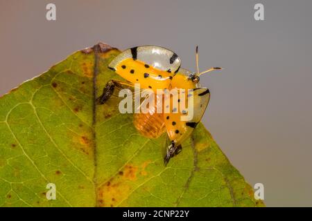 Ladybug arancione su una foglia con ali spalancate, Indonesia Foto Stock