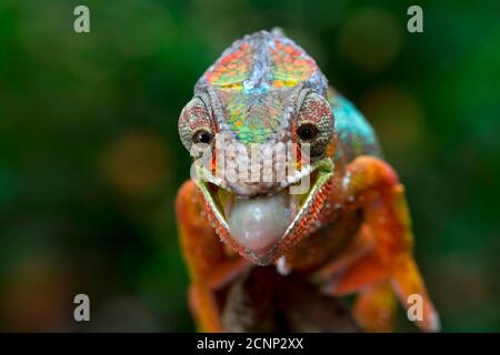 Ritratto di un camaleonte pantera su un ramo in procinto di catturare un insetto, Indonesia Foto Stock