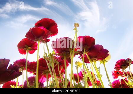 Vista ad angolo basso dei fiori rossi di Tecolote Ranunculus che crescono in un campo, Stati Uniti Foto Stock