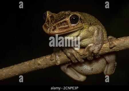 La rana di alberi a testa di casque della Giordania (Trachycephalus jordani) dalle foreste secche dell'Ecuador occidentale è una delle rane più insolite del paese. Foto Stock