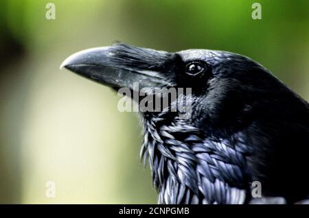 Uno dei Ravens che vivono alla Torre di Londra che, se la leggenda è vera, deve rimanere alla torre o cadrà in rovina . 10 agosto 1993. Foto: Neil Turner Foto Stock