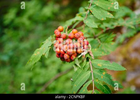 Rowanberry (Sorbus aucuparia), frutta, Catalogna, Spagna, Europa Foto Stock