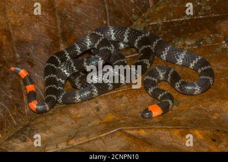 Il bel serpente di corallo dalla coda rossa (Micrurus mipartitus) del Sud America è forse il più velenoso dei serpenti di corallo del nuovo mondo. Foto Stock