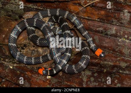 Il bel serpente di corallo dalla coda rossa (Micrurus mipartitus) del Sud America è forse il più velenoso dei serpenti di corallo del nuovo mondo. Foto Stock