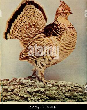 . Gli uccelli dell'Ohio; una descrizione scientifica e popolare completa delle 320 specie di uccelli trovati nello stato. La maggior parte astuzia e vigilante di tutti gli uccelli selvatici. Infatti, tTrack un tacchino nei boschi, per imparare i suoi hunts, per venire su di lui unawares, o anche per ottenere all'interno del fucile colpo di lui, erano grandi realizzazioni di woixlcraft, a cui solo gli eletti potrebbero raggiungere. La preferenza di questi uccelli era per i boschi bassi umidi, e soprattutto quelli che hanno dato un accesso immediato alle fertili radure del pioniere. Herethe variava ampiamente di giorno, raccogliendo noci e ghiande, o gracshoppers andcaduto grano, e. Foto Stock