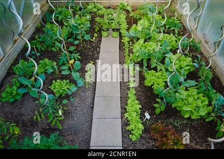 Patch vegetale, serra, piante, panoramica shot Foto Stock