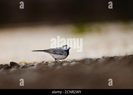 Coda bianca (Motacilla alba), riva del fiume, laterale, in piedi Foto Stock