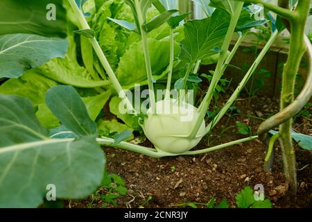 Kohlrabi (Brassica oleracea var.gongylodes), pianta, primo piano Foto Stock