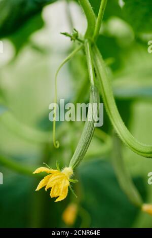 Cetriolo (Cucumis sativus), fioritura, frutta, allevamento, primo piano Foto Stock